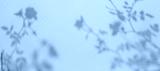 preview cold