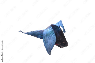 image to crop