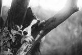 preview bw