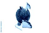preview cold