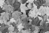 preview bw
