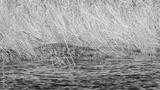 preview bw