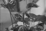 preview bw