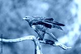 preview cold