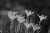 preview bw