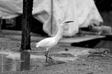preview bw
