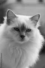 preview bw