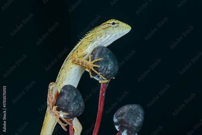 image to crop