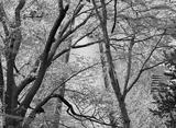 preview bw