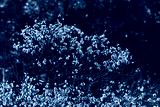 preview cold