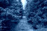 preview cold