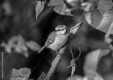 preview bw