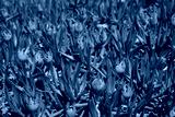 preview cold