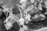 preview bw