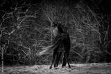 preview bw