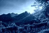 preview cold
