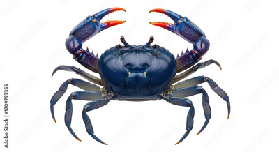 image to crop