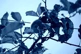 preview cold