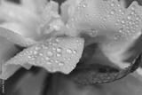 preview bw
