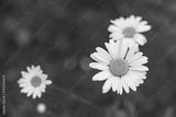 preview bw