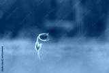 preview cold