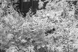 preview bw