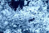 preview cold