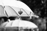preview bw