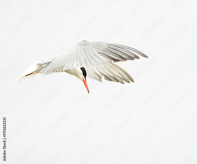 image to crop