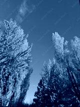 preview cold