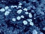 preview cold