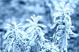 preview cold