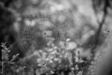 preview bw