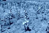 preview cold