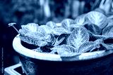 preview cold