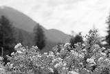 preview bw