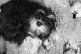 preview bw