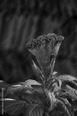 preview bw