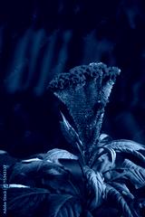 preview cold