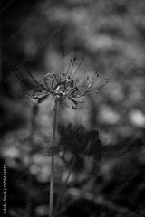 preview bw