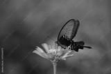preview bw
