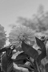 preview bw