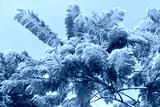 preview cold