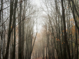 preview original