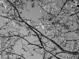 preview bw