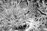 preview bw