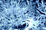 preview cold