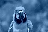 preview cold
