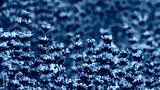 preview cold
