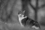 preview bw